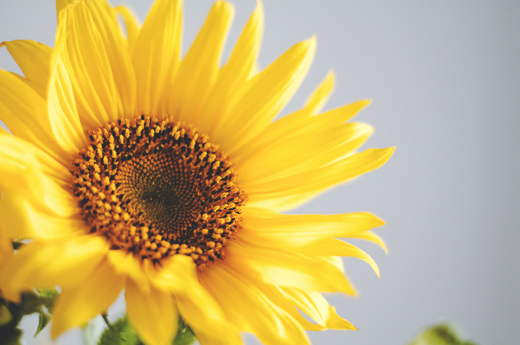 Shallow Focus Photo of Sunflower