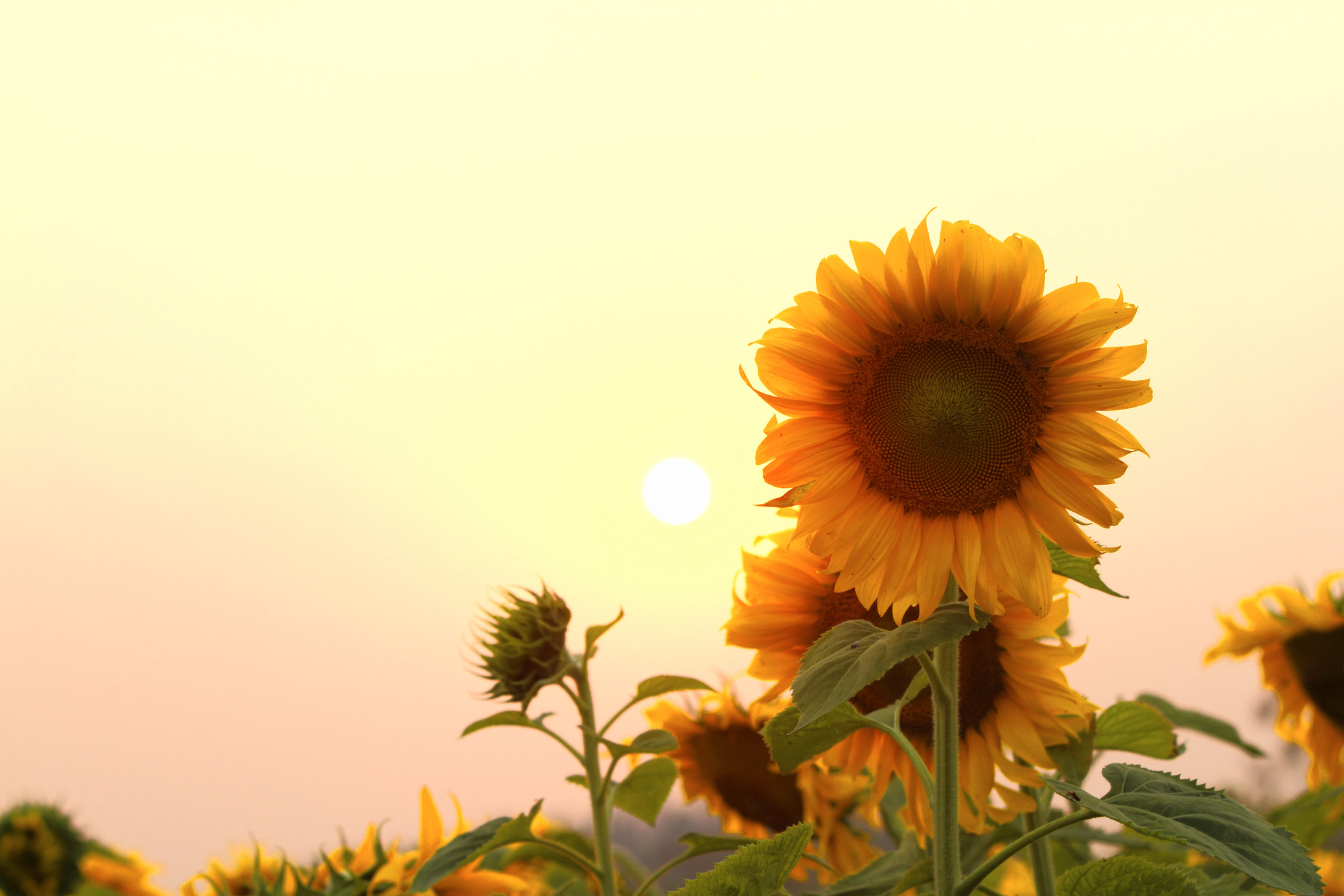 sun flowers